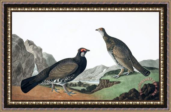 John James Audubon Long Tailed, Or Dusky Grous Framed Print