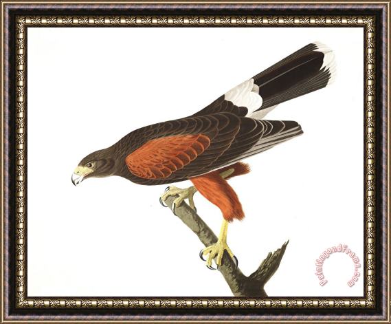 John James Audubon Louisiana Hawk Framed Painting