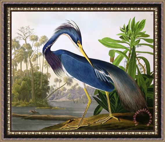 John James Audubon Louisiana Heron From Birds of America Framed Painting