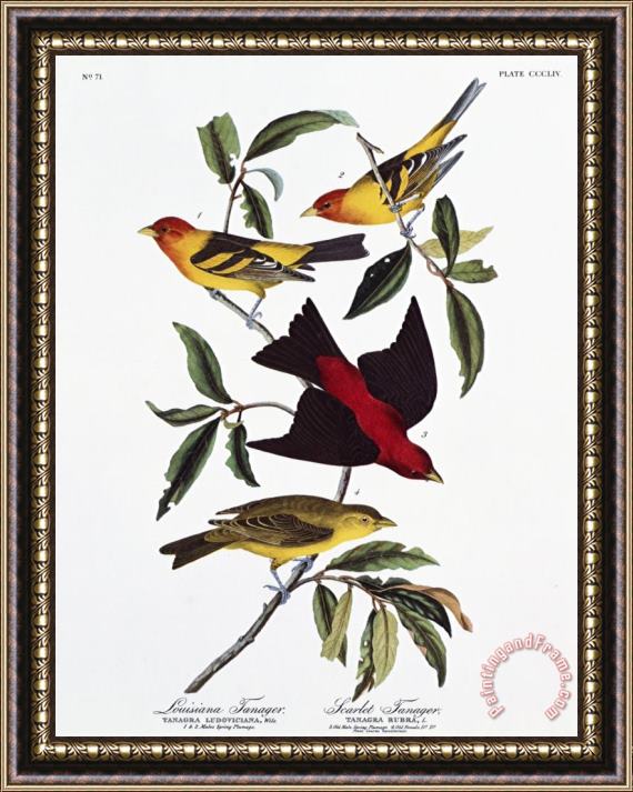 John James Audubon Louisiana Tanager And Scarlet Tanager Framed Print