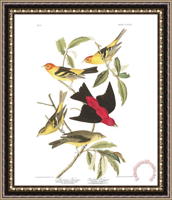 John James Audubon Louisiana Tanager, Or Scarlet Tanager Framed Painting