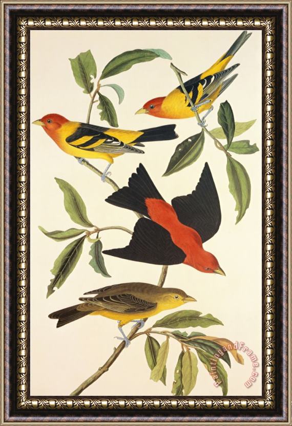 John James Audubon Louisiana Tanager Scarlet Tanager Framed Painting