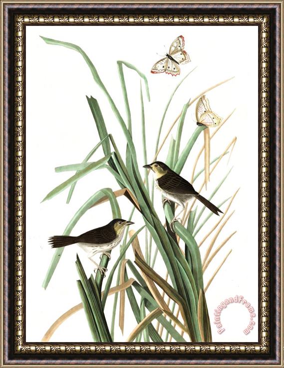 John James Audubon Macgillivray's Finch Framed Painting