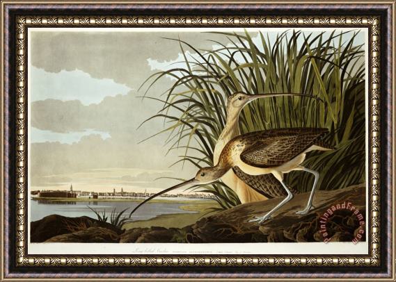 John James Audubon Male And Female Long Billed Curlew Numenius Americanus with The City of Charleston Behind Framed Painting