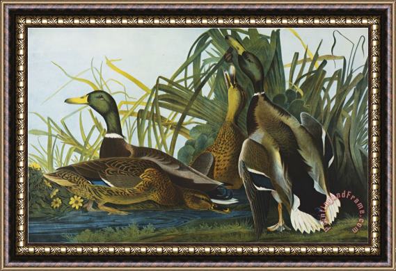 John James Audubon Mallard Duck From The Birds of America Framed Painting