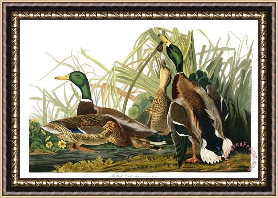 John James Audubon Mallard Duck Framed Painting
