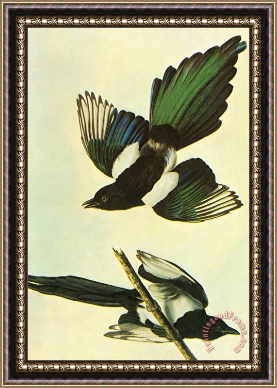 John James Audubon Mallard Framed Painting