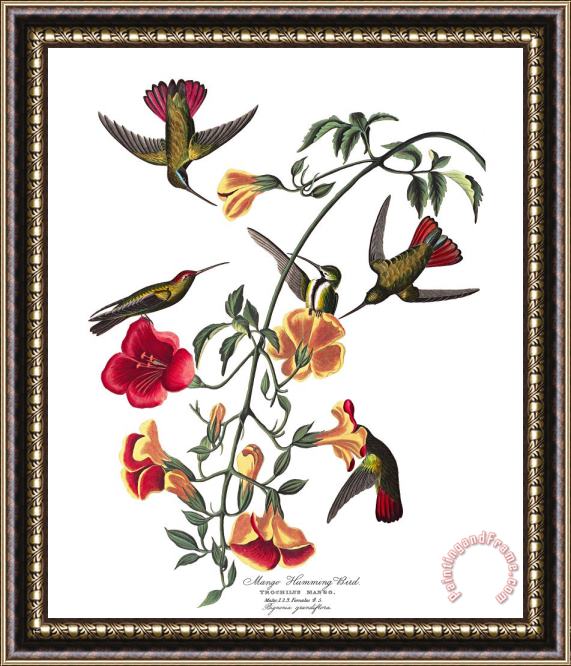 John James Audubon Mango Humming Bird Framed Painting