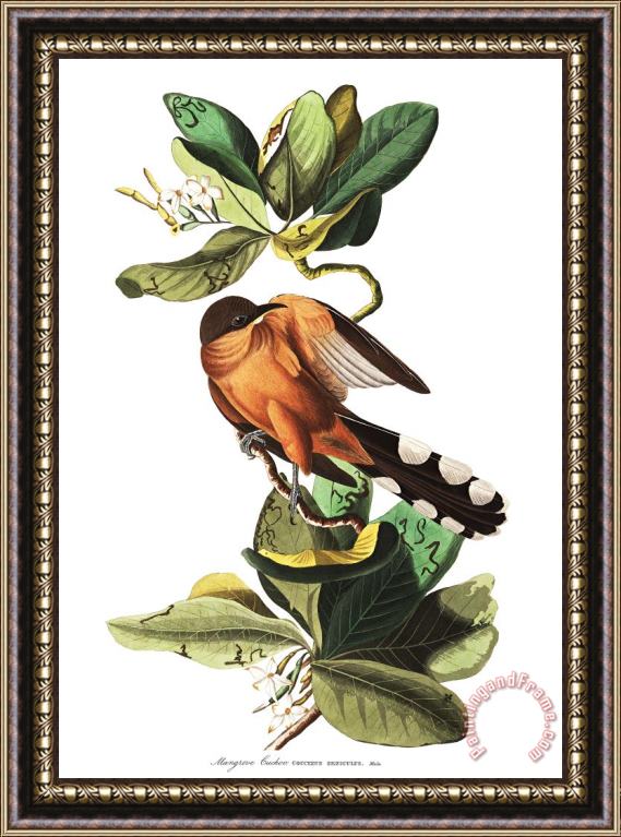 John James Audubon Mangrove Cuckoo Framed Print