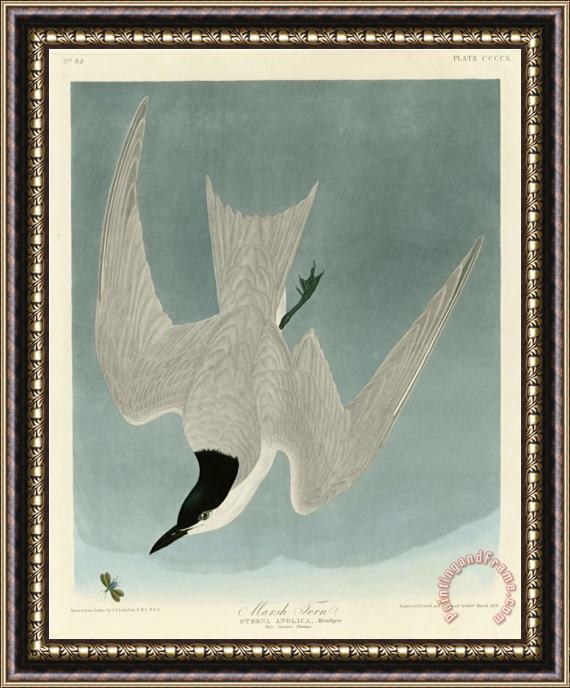 John James Audubon Marsh Tern Framed Painting