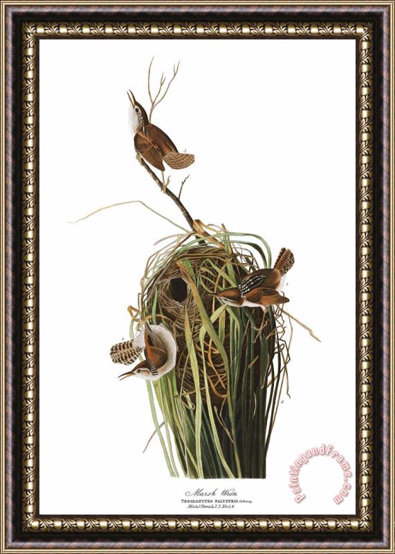 John James Audubon Marsh Wren Framed Print