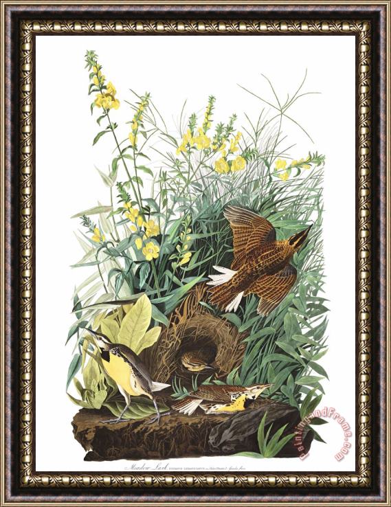 John James Audubon Meadow Lark Framed Painting