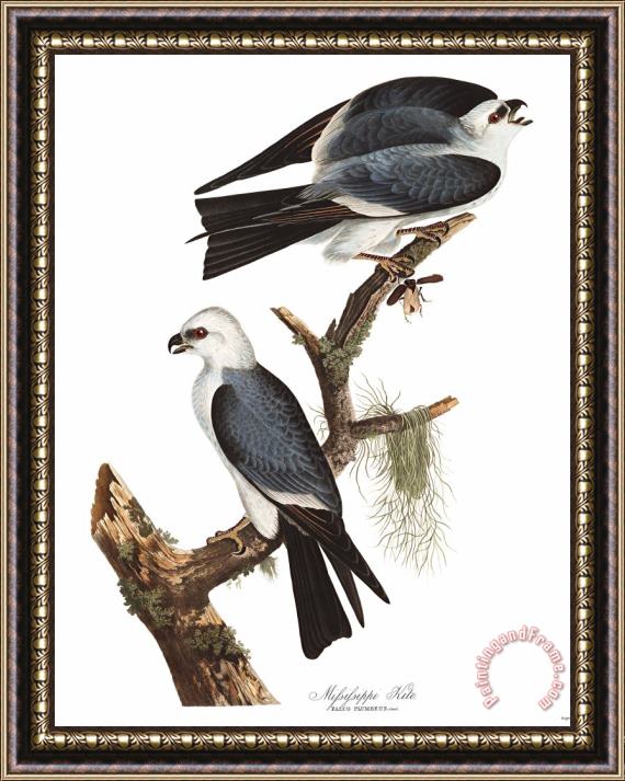 John James Audubon Mississippi Kite Framed Painting