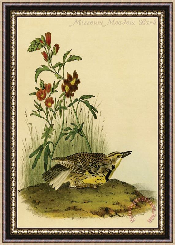John James Audubon Missouri Meadow Lark Framed Painting