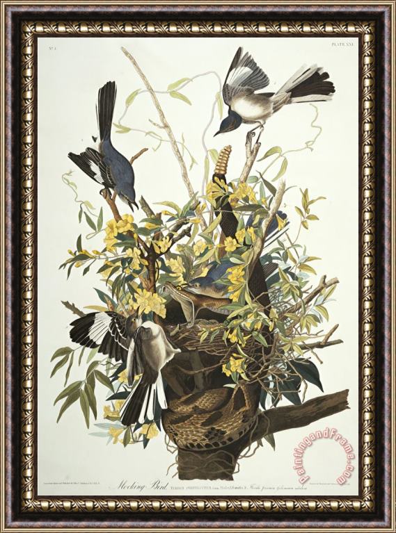 John James Audubon Mocking Bird Northern Mockingbird Mimus Polyglottos Plate Xxi From The Birds of America Framed Print