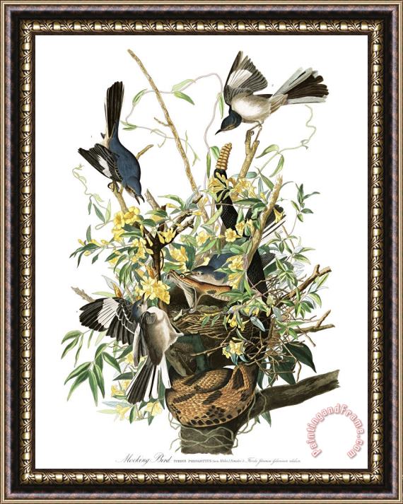 John James Audubon Mocking Bird Framed Print