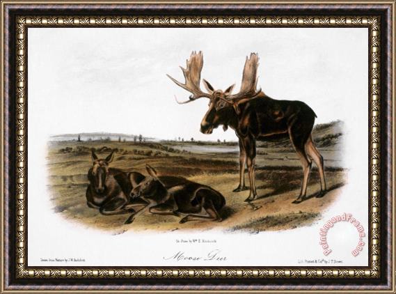 John James Audubon Moose Deer Cervus Alces Framed Print