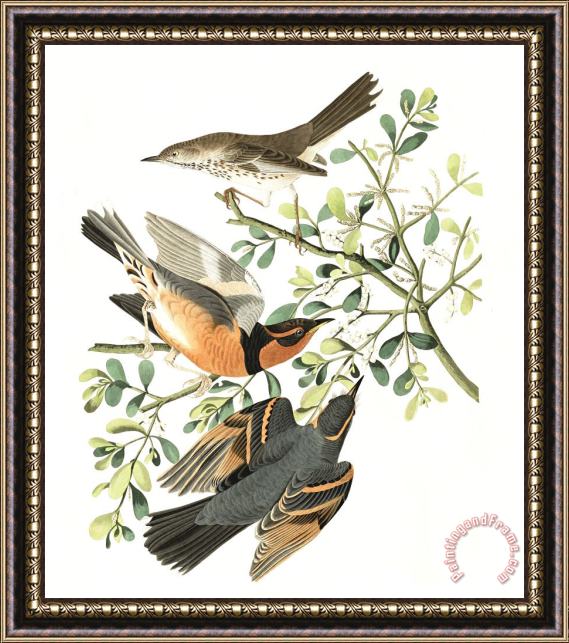 John James Audubon Mountain Mocking Bird, Or Varied Thrush Framed Print
