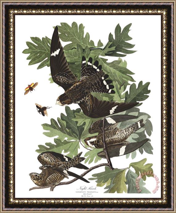 John James Audubon Night Hawk Framed Painting