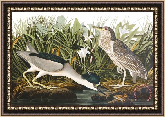 John James Audubon Night Heron, Or Qua Bird Framed Painting