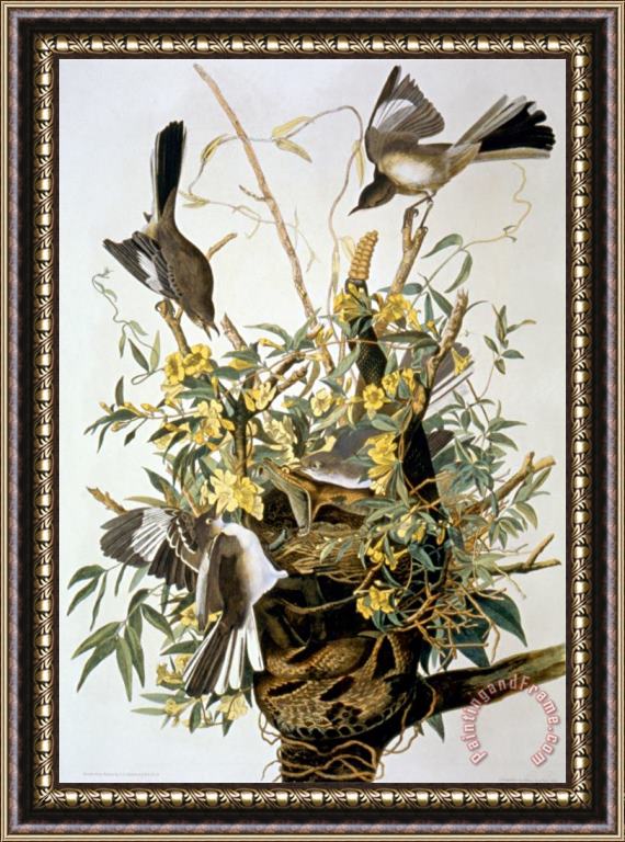 John James Audubon Northern Mockingbird Framed Print