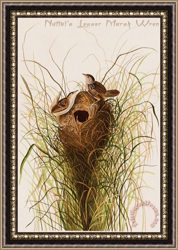 John James Audubon Nuttal S Lesser Marsh Wren Framed Print