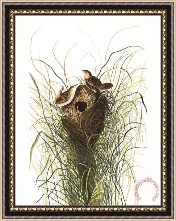 John James Audubon Nuttall's Lesser Marsh Wren Framed Painting