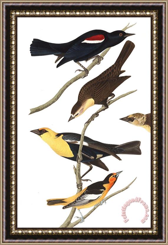 John James Audubon Nuttall's Starling, Yellow Headed Troopial, Bullock's Oriole Framed Painting