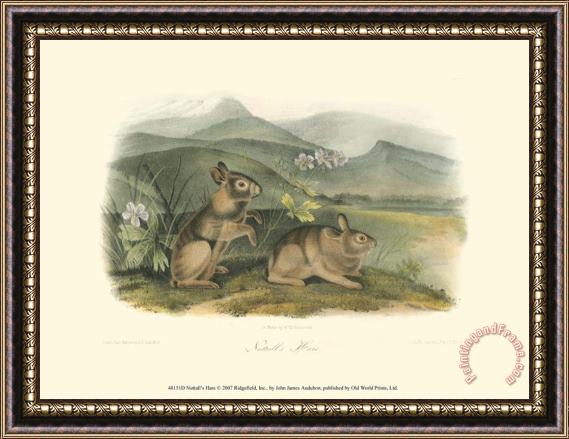 John James Audubon Nuttall S Hare Framed Painting