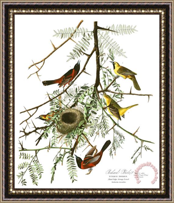 John James Audubon Orchard Oriole Framed Painting