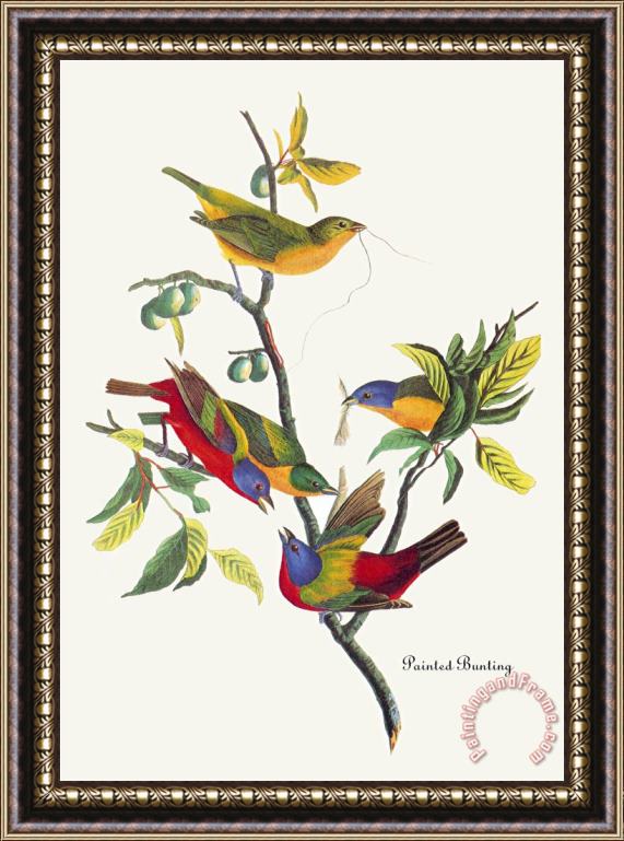 John James Audubon Painted Bunting Framed Painting