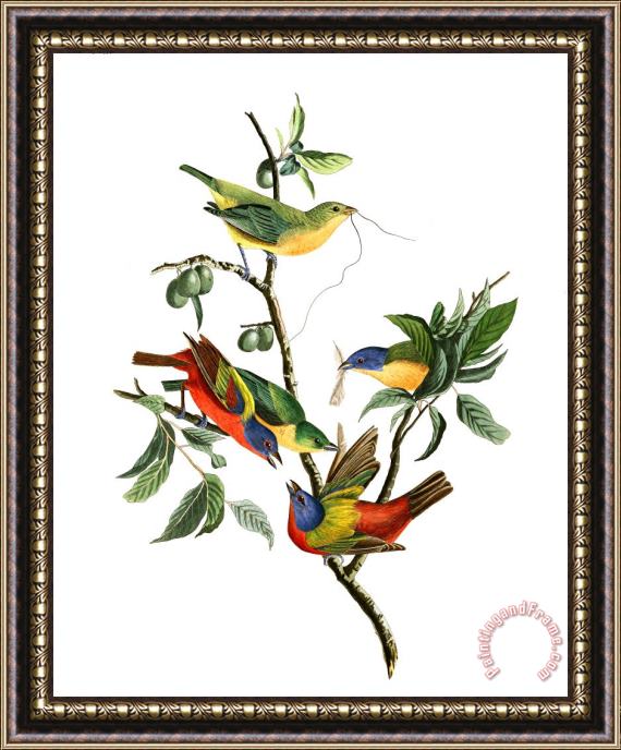 John James Audubon Painted Finch Framed Painting