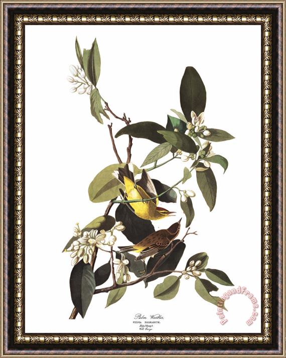 John James Audubon Palm Warbler Framed Print
