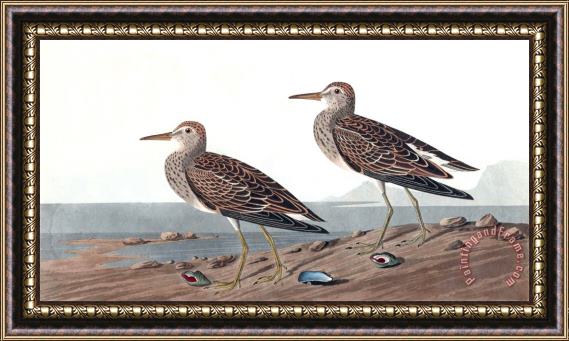 John James Audubon Pectoral Sandpiper Framed Print