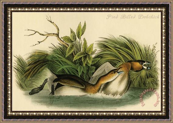 John James Audubon Pied Billed Dobchick Framed Print