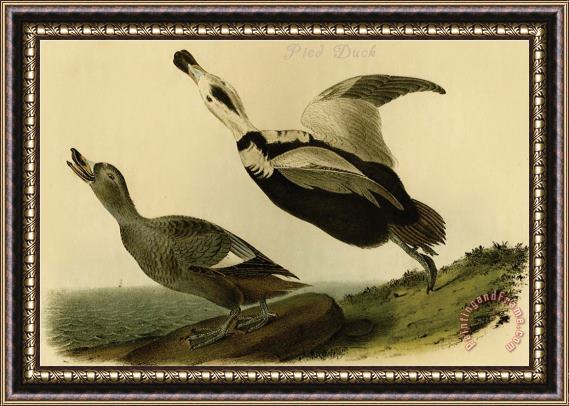 John James Audubon Pied Duck Framed Painting