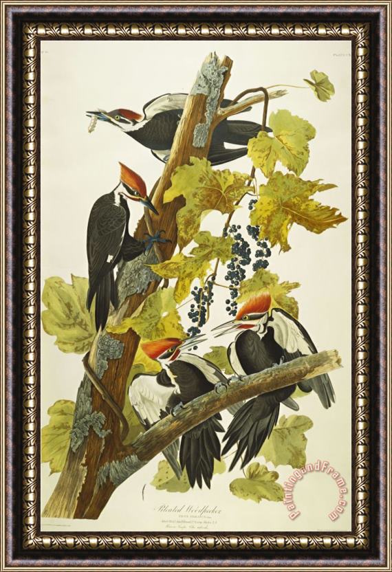 John James Audubon Pileated Woodpecker Dryocopus Pileatus Plate Cxi From The Birds of America Framed Print