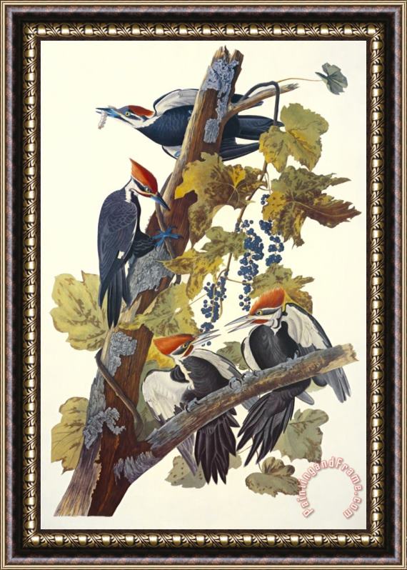 John James Audubon Pileated Woodpecker Framed Painting