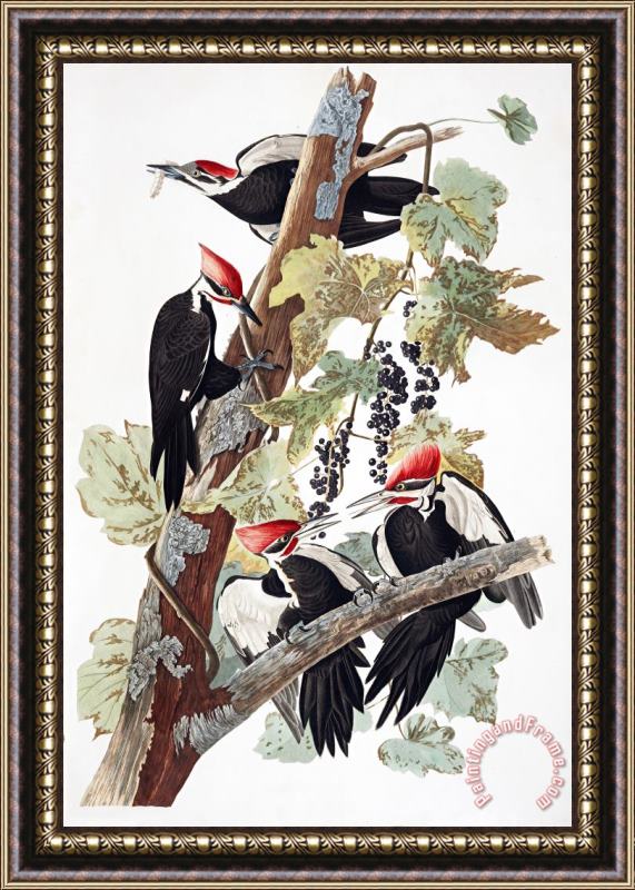 John James Audubon Pileated Woodpecker Framed Print
