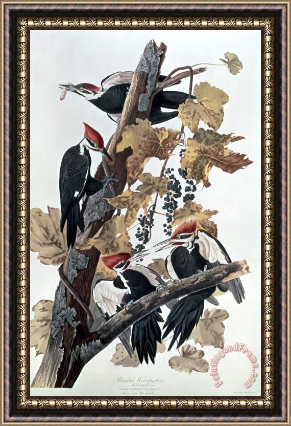 John James Audubon Pileated Woodpeckers Framed Painting