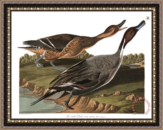 John James Audubon Pin Tailed Duck Framed Print