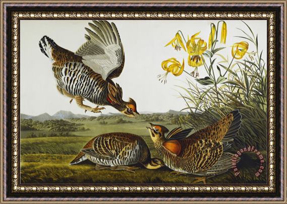 John James Audubon Pinnated Grouse Greater Prairie Chicken Tympanuchus Cupido From The Birds of America Framed Painting