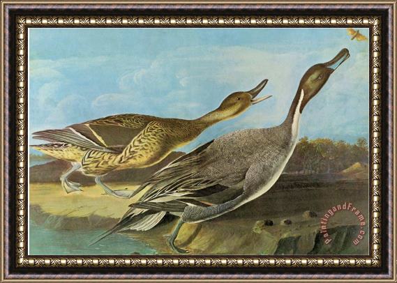 John James Audubon Pintail Framed Print