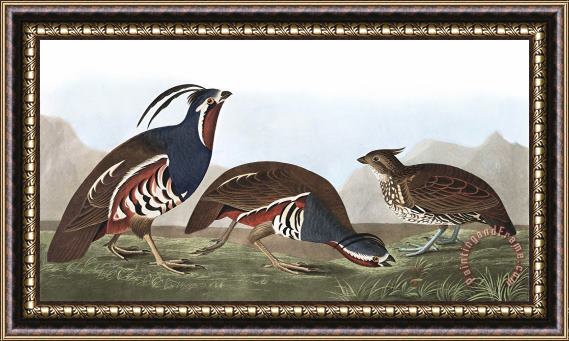 John James Audubon Plumed Partridge, Or Thick Legged Partridge Framed Print