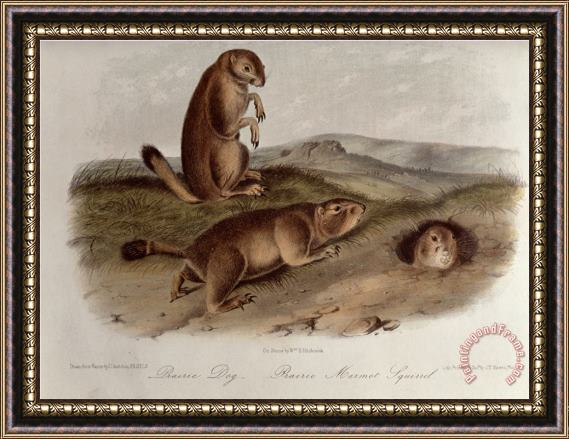John James Audubon Prairie Dog From Quadrupeds of North America 1842 5 Framed Print