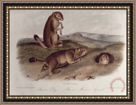 John James Audubon Prairie Dog Framed Painting