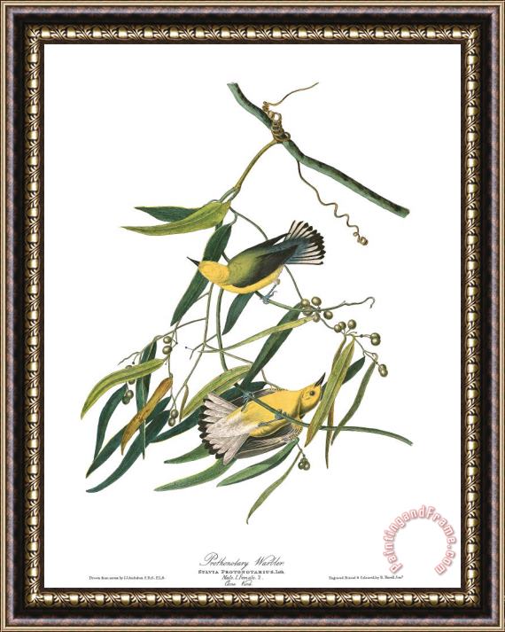 John James Audubon Prothonotary Warbler Framed Print