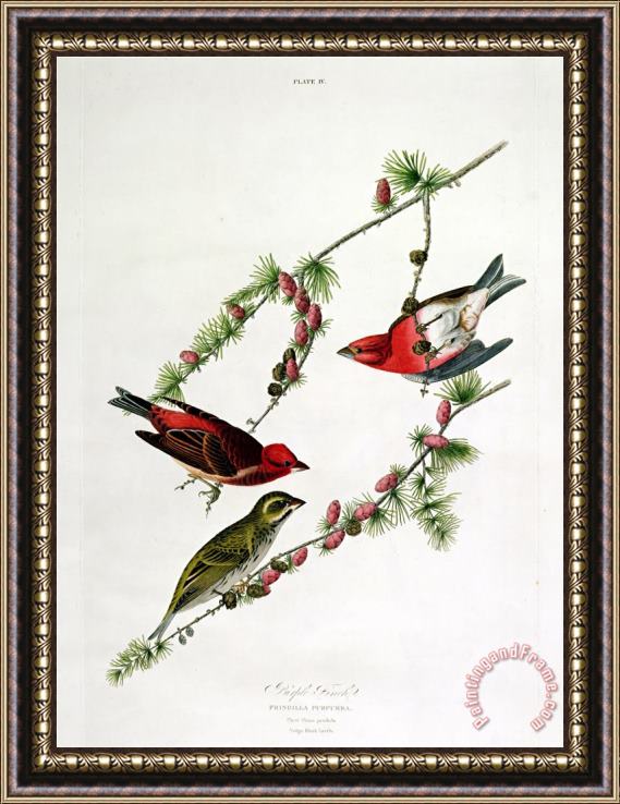 John James Audubon Purple Finch From Birds of America Framed Print