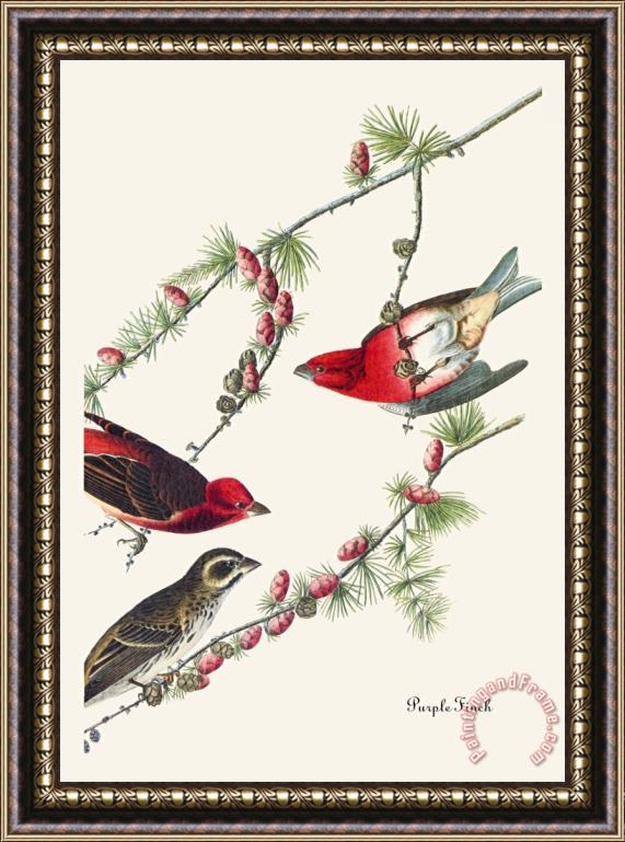 John James Audubon Purple Finch Framed Print