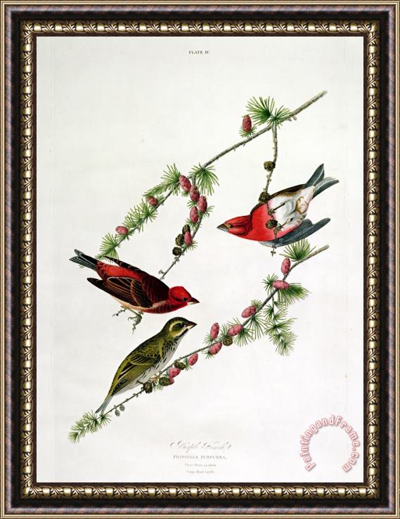 John James Audubon Purple Finch Framed Painting